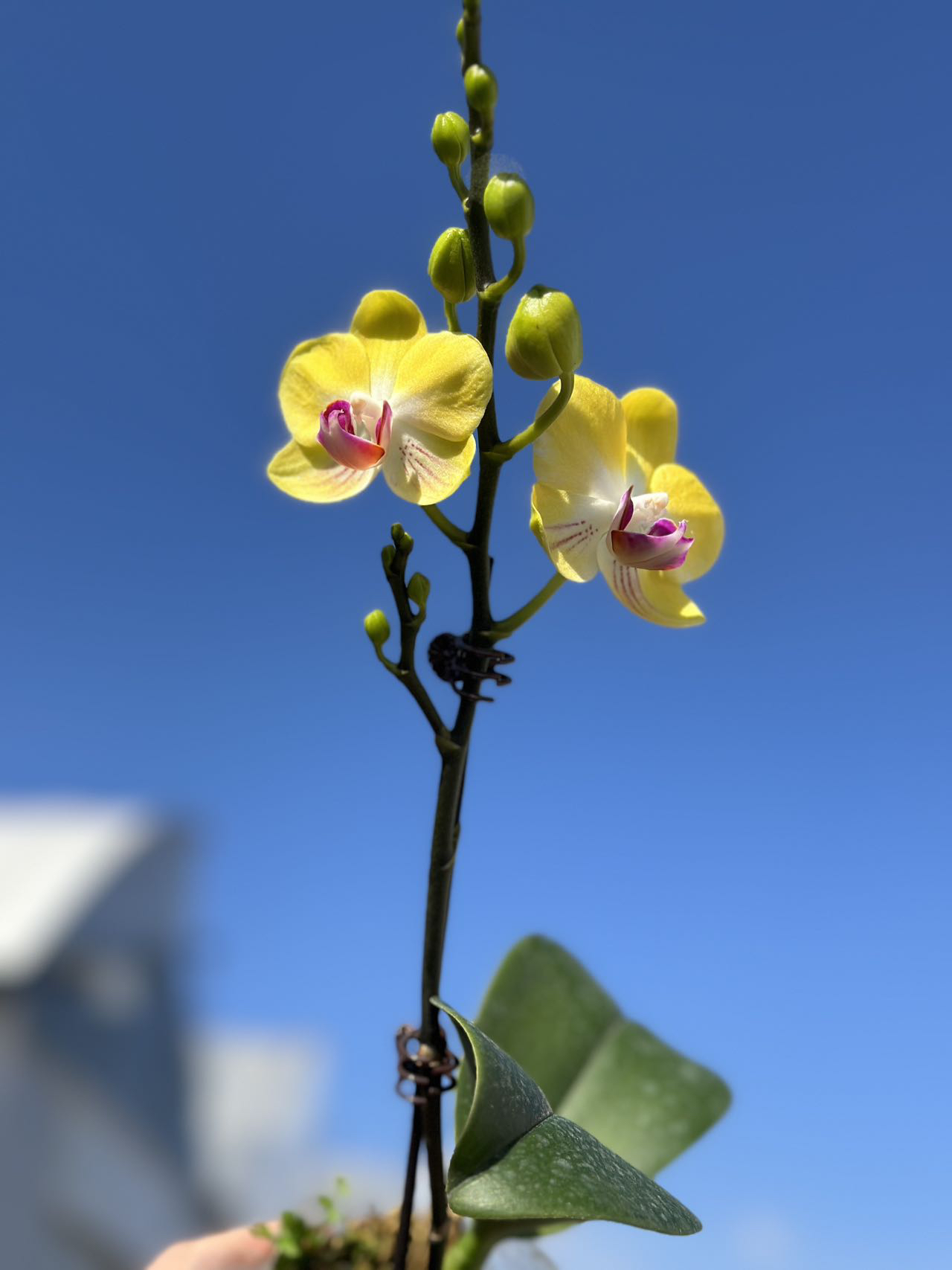 鲜花《金凤凰》蝴蝶兰（拍5颗配篮子）