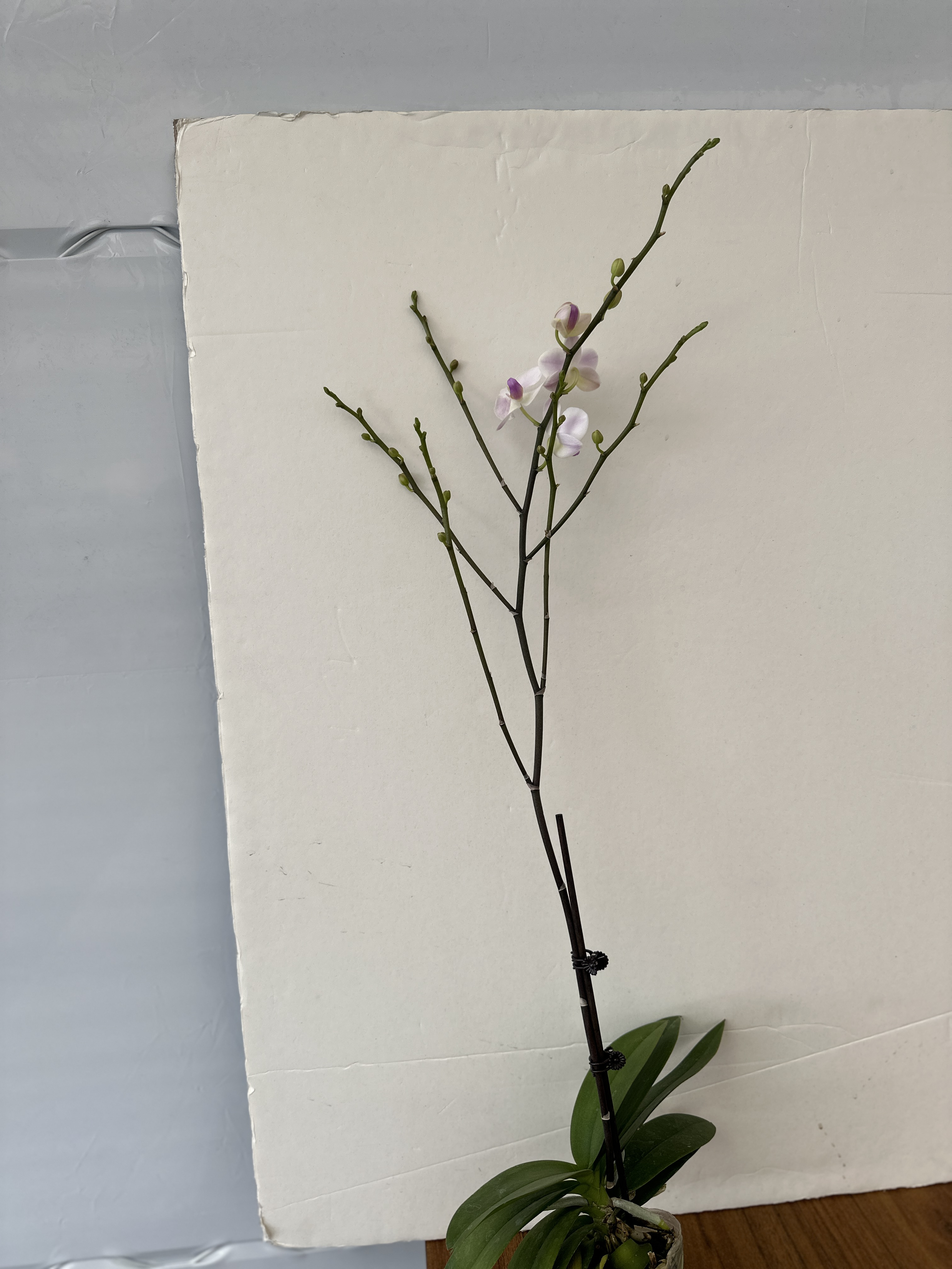 鲜花《残雪》蝴蝶兰（拍5颗配篮子）