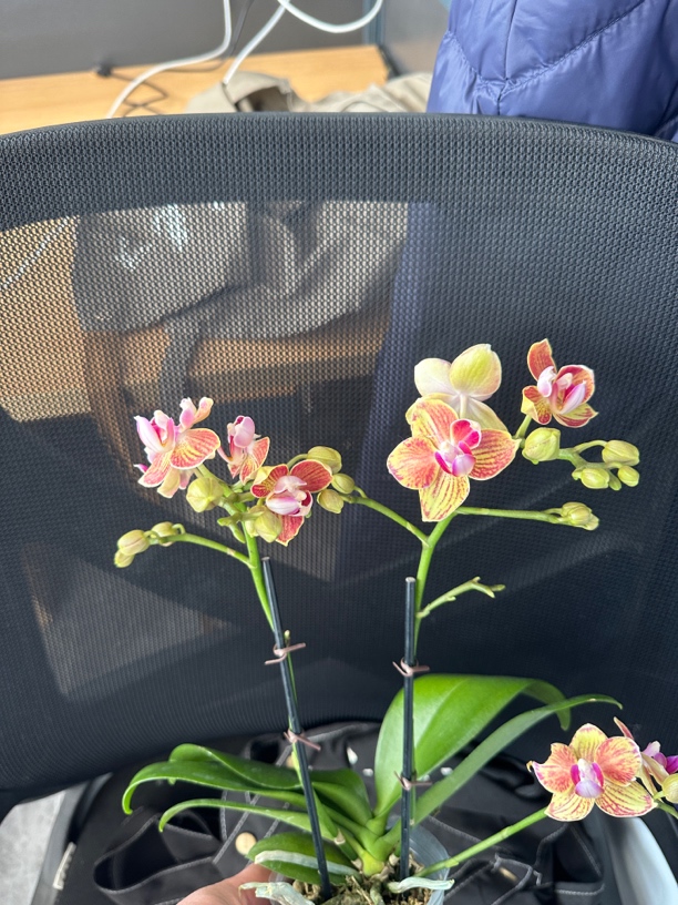 鲜花《蝴蝶恋》蝴蝶兰（配树脂盆）