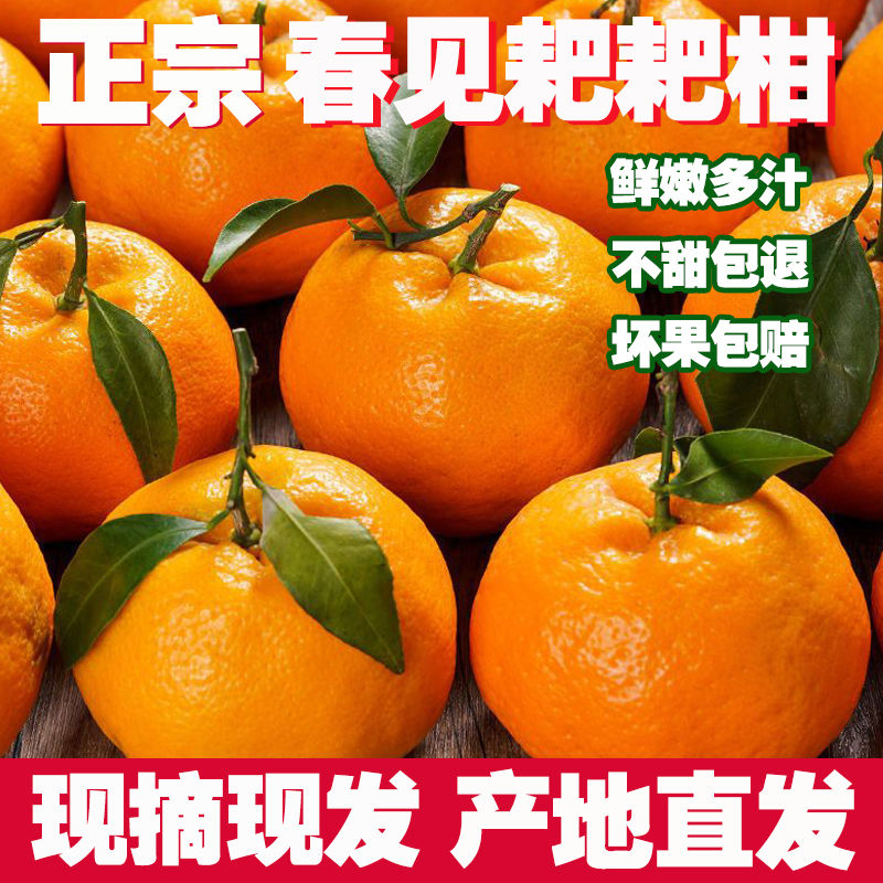 【坏果包赔】四川正宗春见耙耙柑新鲜橘子大果柑橘丑橘丑桔子丑八