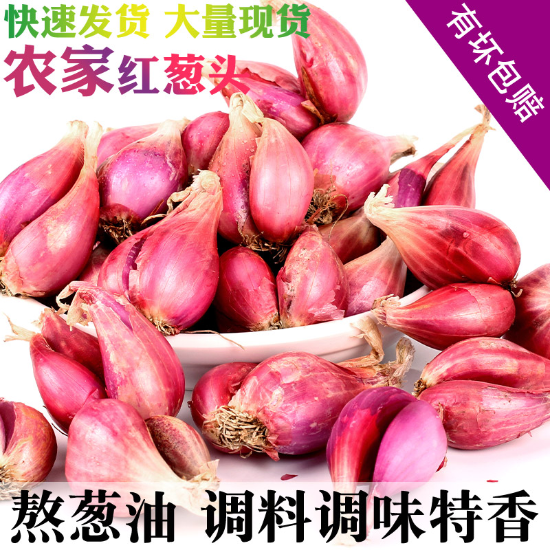 红葱头干香葱头种子食用香料本地红皮葱头熬葱油葱酥可播阳台种菜
