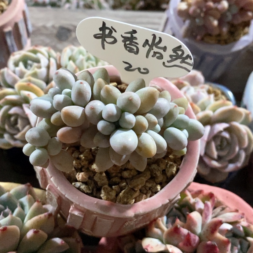 【闪购商品】书**然香水杂汤圆