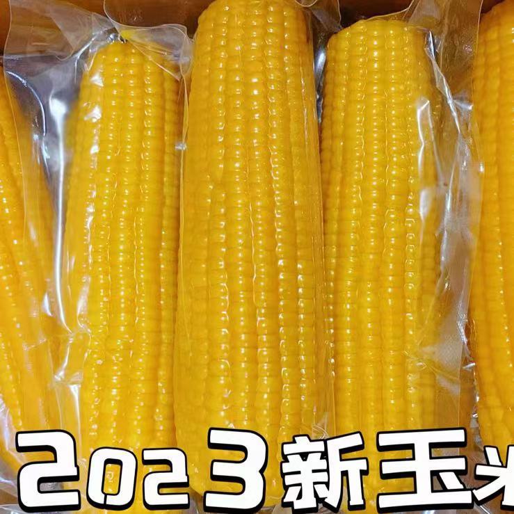 山西江新季黄糯玉米独立真空加工零食营养代餐鲜食玉米【基地直发