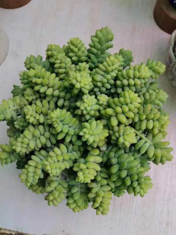 K 可爱多肉  彩虹玉缀 带罗马盆多肉植物 新手好养活 上盆展示