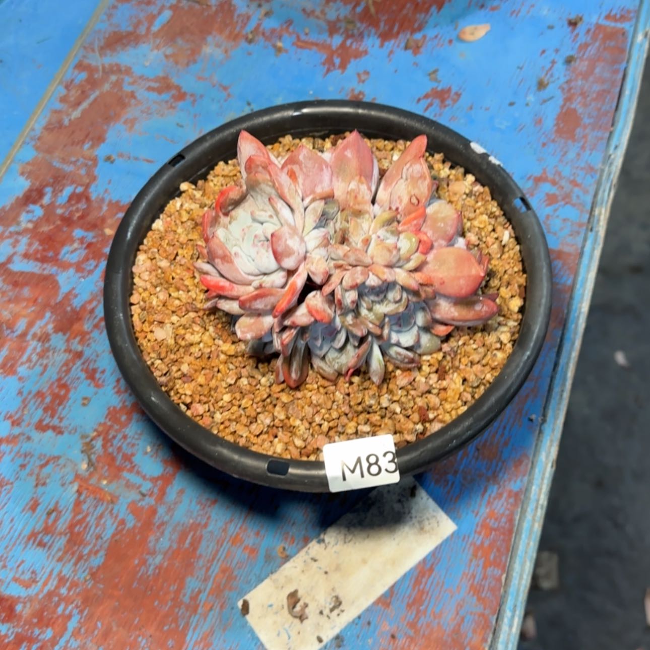 【闪购商品】煎*子m 83