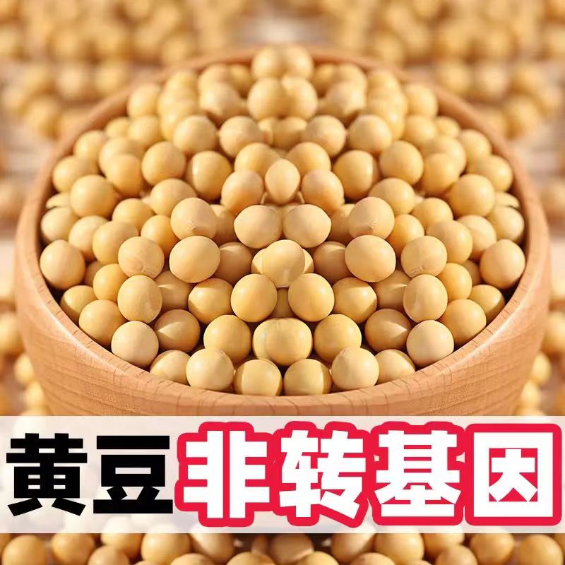 【今日特价】东北能发豆芽的黄豆发黄豆芽专用豆黑龙江省黄豆50克