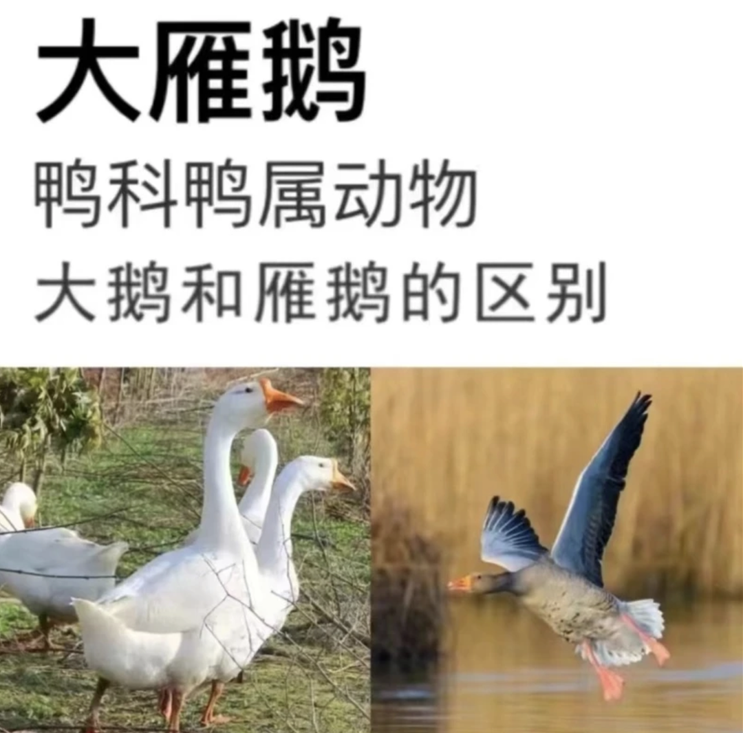 【顺丰快递】大雁鹅一只杀完后净重大概4斤左右