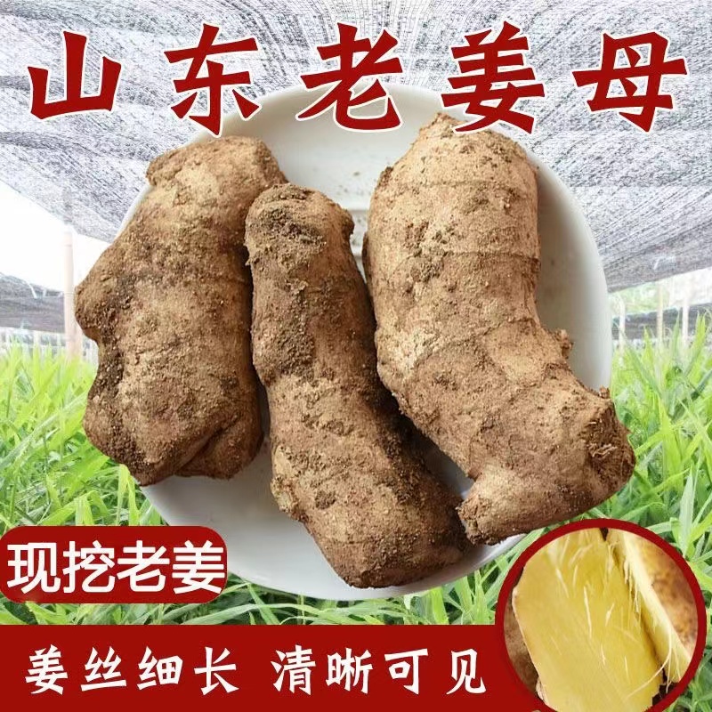 【振友】【现挖现发】山东老黄姜大姜姜母现挖老姜母新鲜蔬菜非云南小