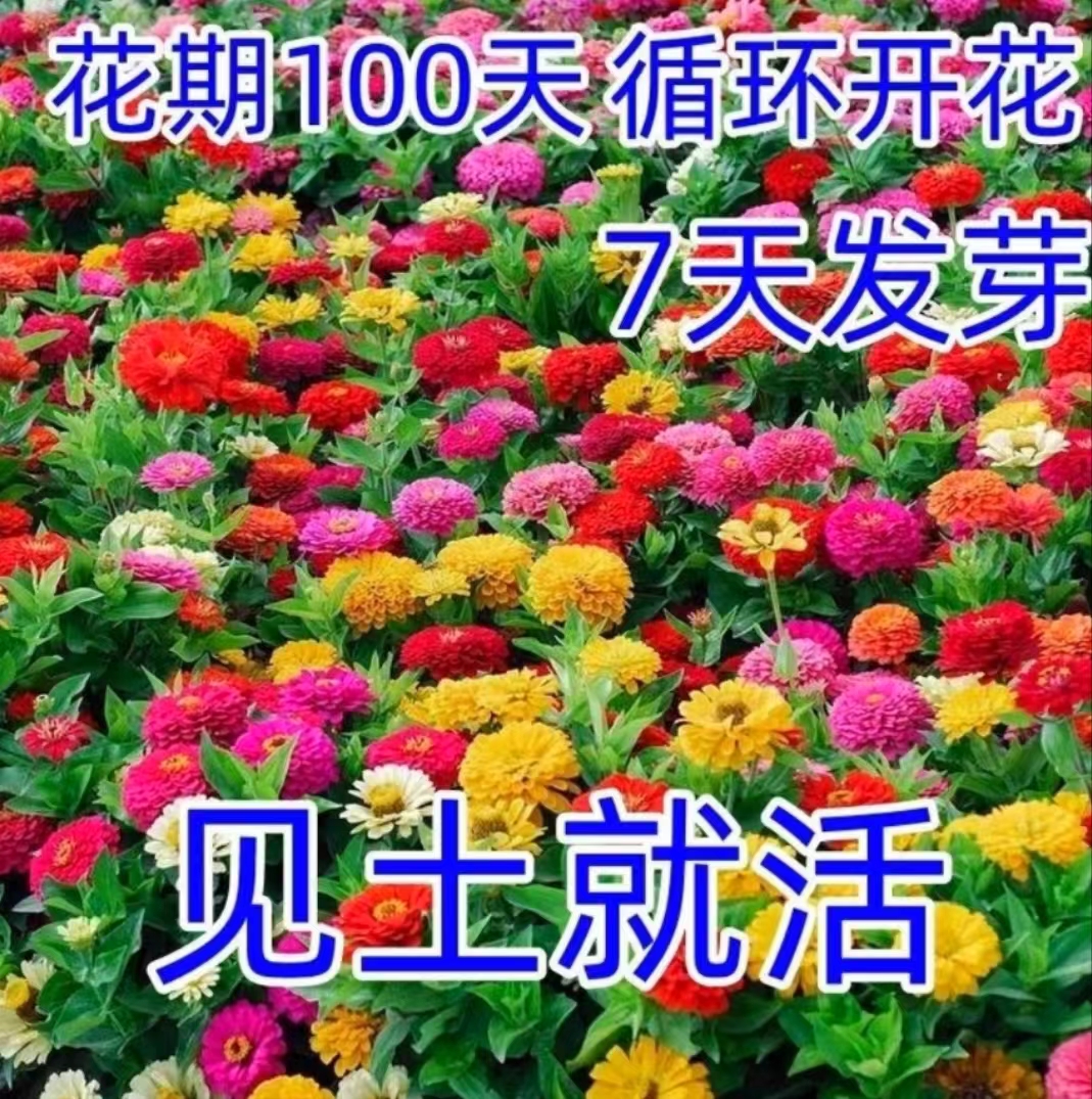 【野花组合】品种多样 耐寒耐旱南北方都年货节适宜-适合庭院-阳台-