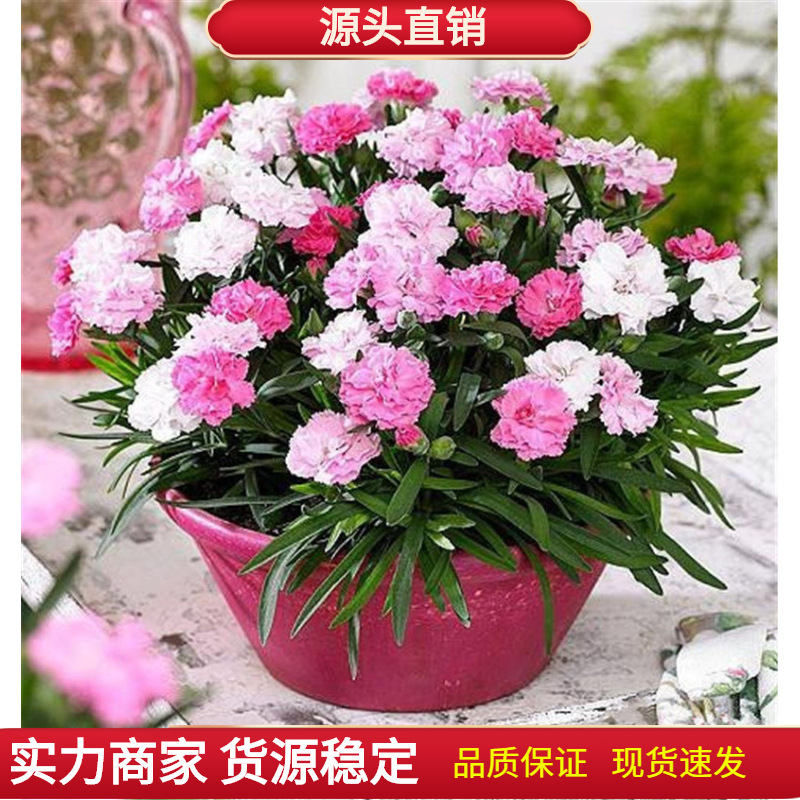 重瓣大花康乃馨种子阳台室内外盆栽好养易活四季开花卉绿植物种籽