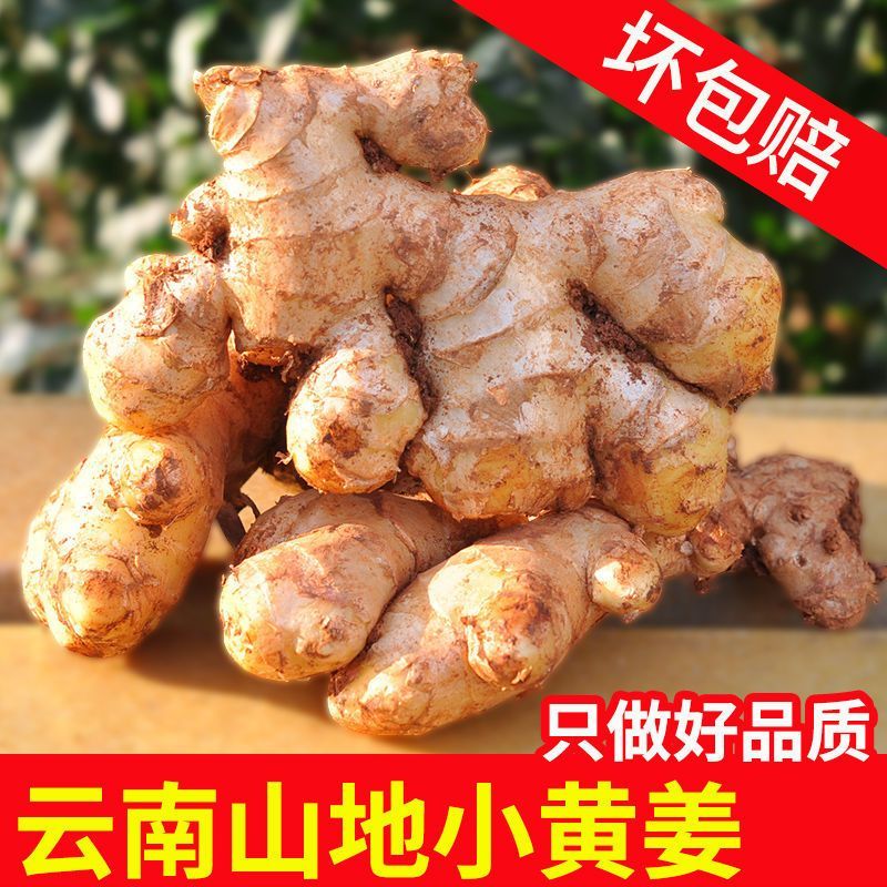 【今年新姜】云南小黄姜新鲜现挖高山生姜山地老姜嫩姜仔姜产地批发