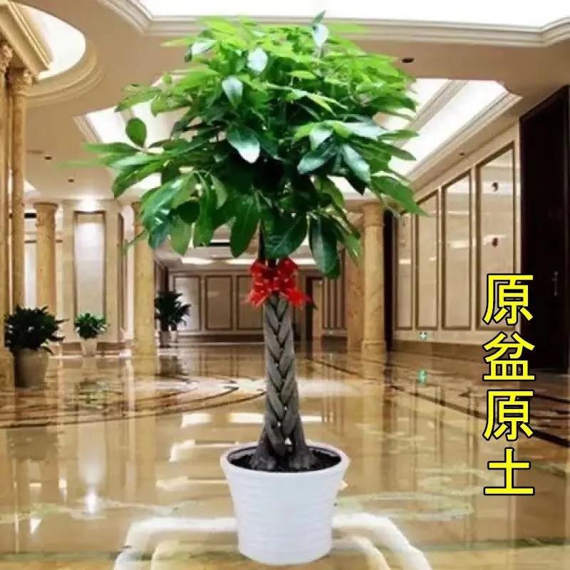 大发财树室内外花卉盆景植物盆栽大招财树摇树花苗客厅大型绿植
