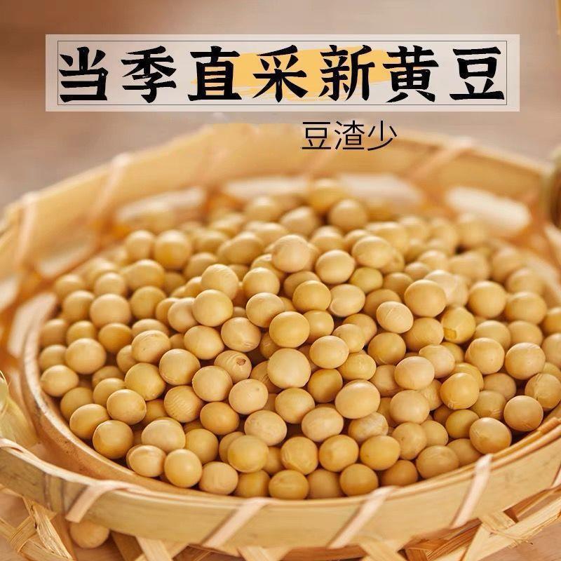 新豆黄豆大豆黄豆豆芽豆浆五谷杂粮颗粒饱满食用可磨粉打豆浆黄豆