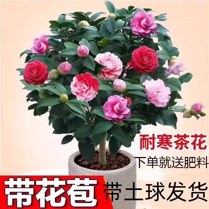 五色赤丹茶花盆栽一树多色带花苞室内花卉阳台苗好养绿植四季长青
