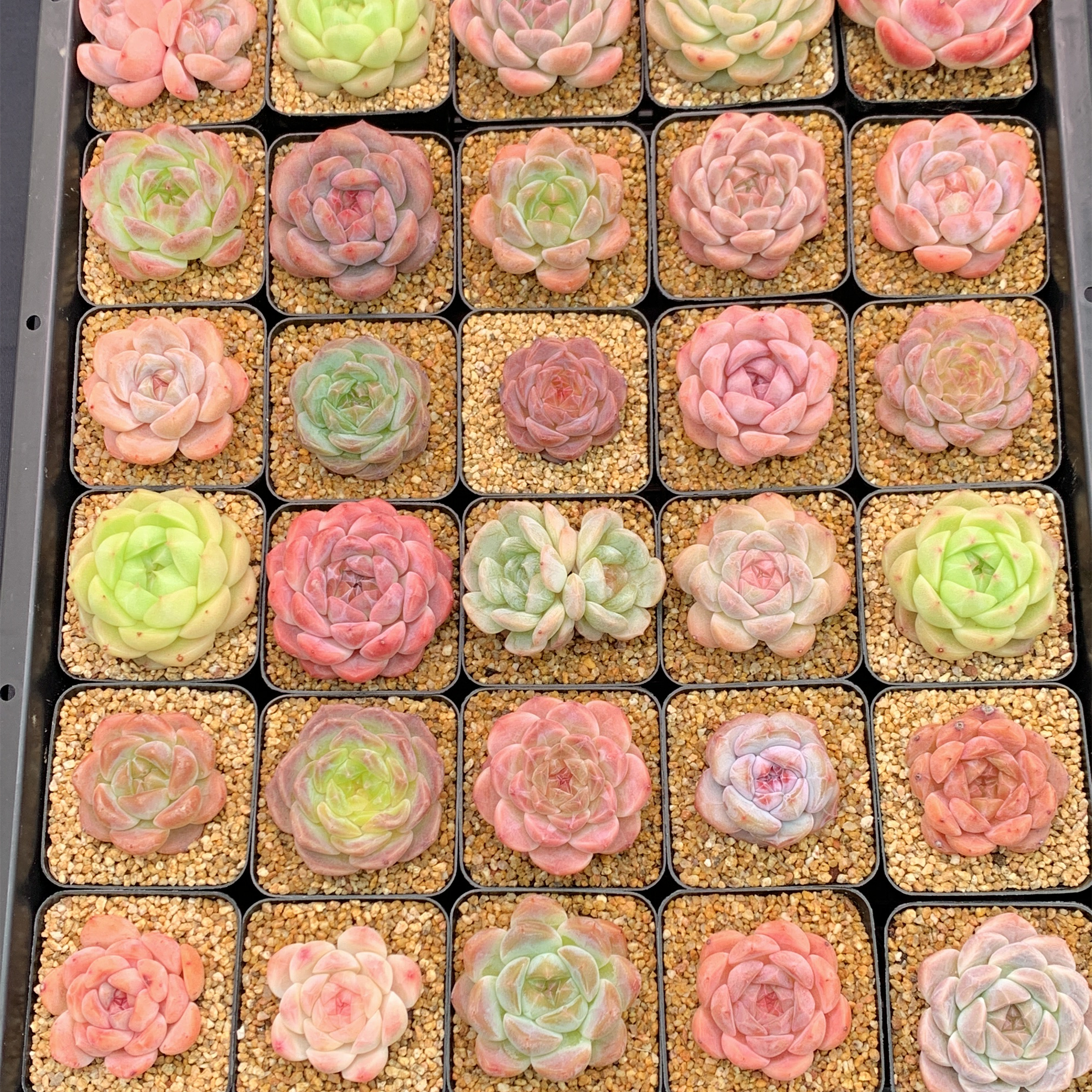 多肉植物 漫城花园 十二号链接 04272-04297 1/4 周四晚上