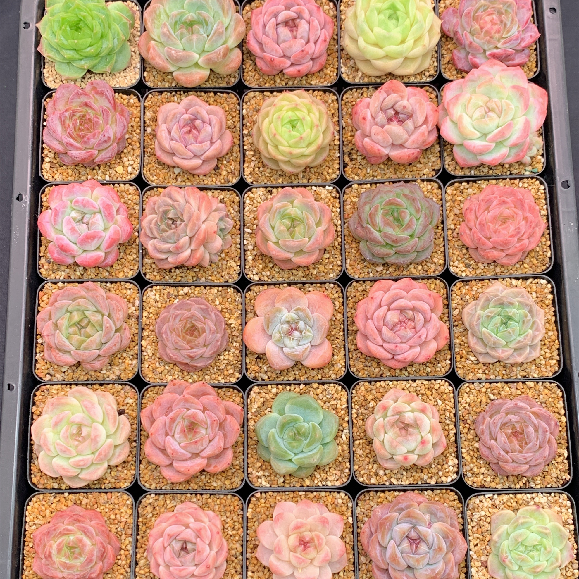 多肉植物 漫城花园 黑钻冰魄 随机 量拍 12/18 周一晚上