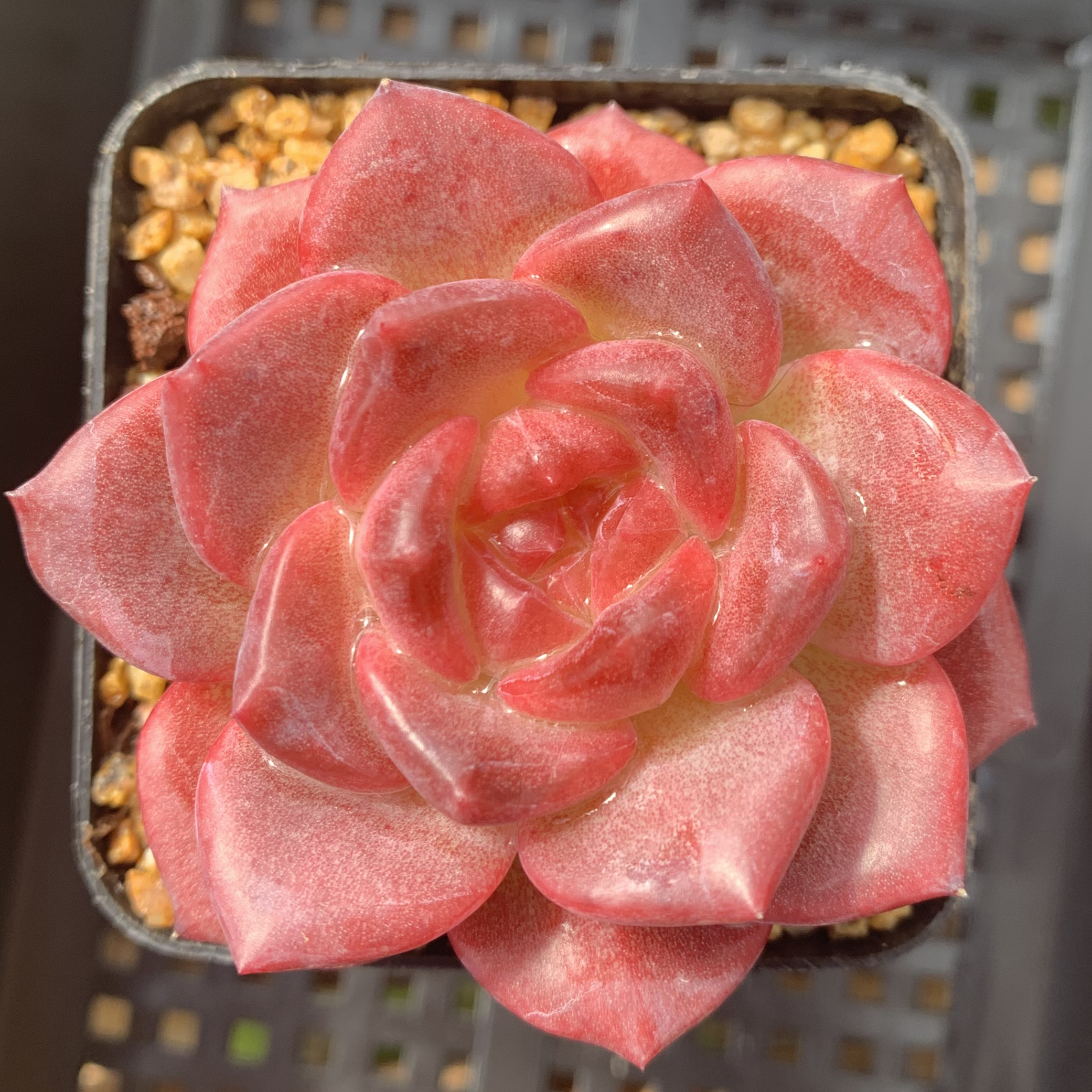 多肉植物 漫城花园 咖啡冰魄 随机 量拍 1/4 周四晚上