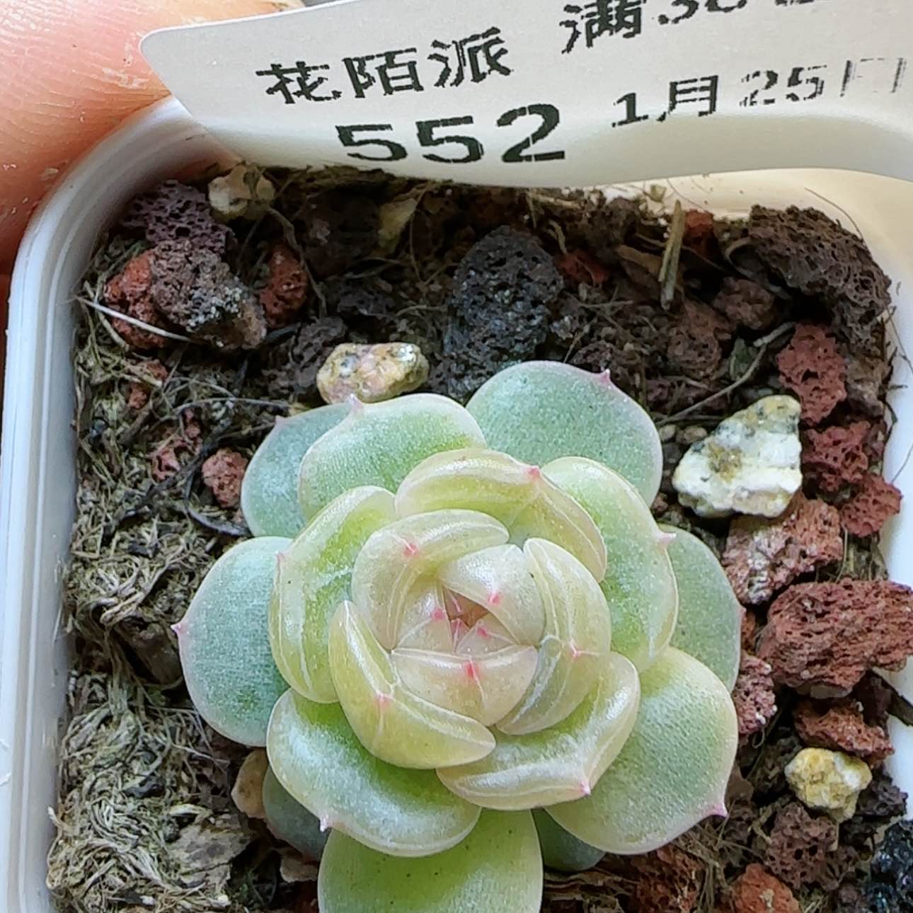 【闪购商品】红陶15cm以下0125-552白恋