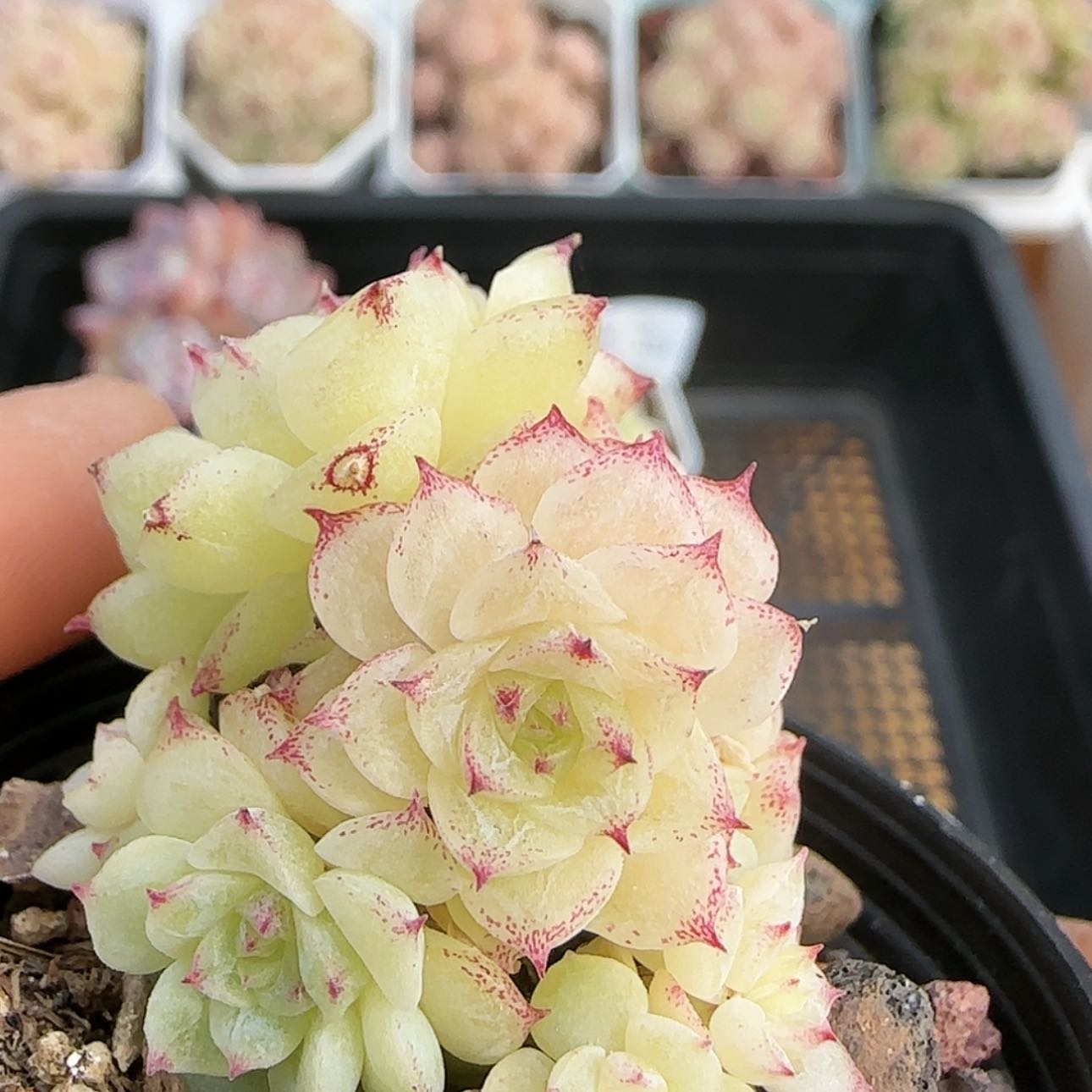 【闪购商品】0116-170优选麦杆