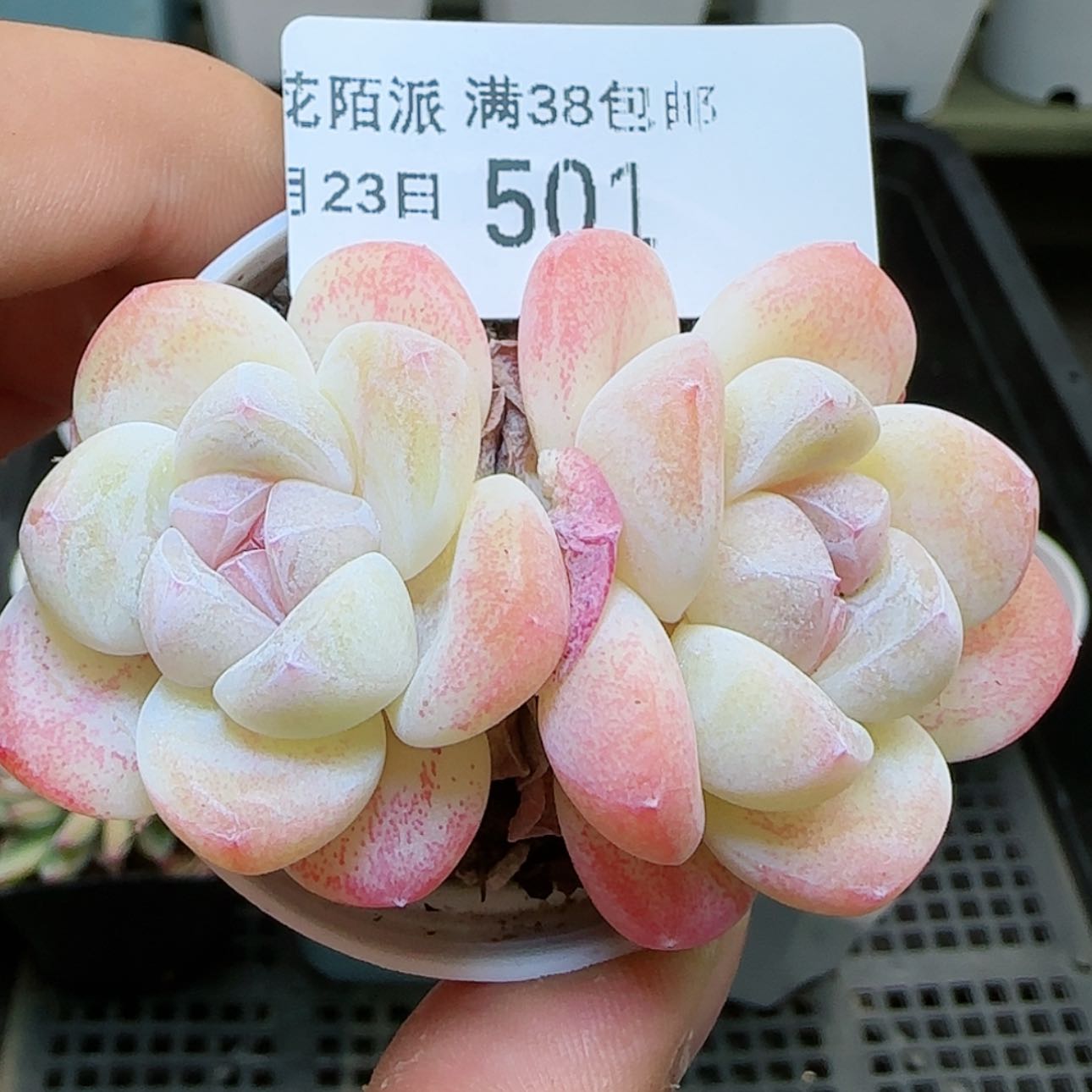 【闪购商品】0123-501冰玉双头