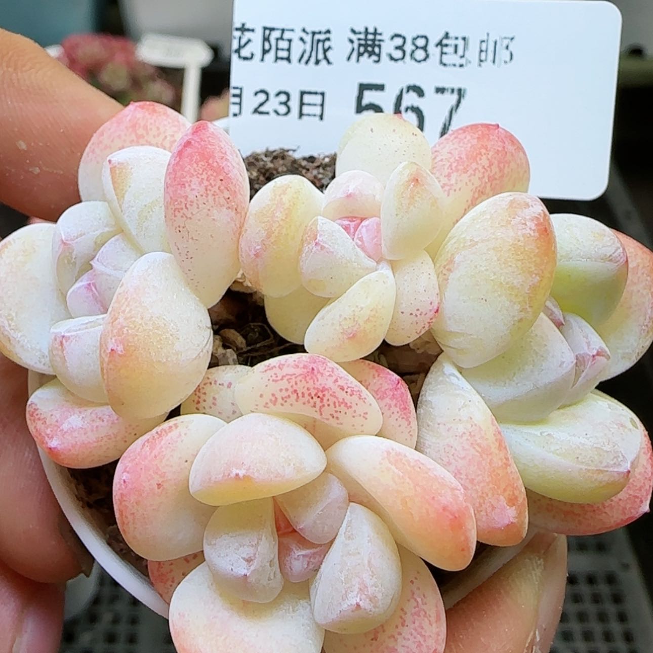 【闪购商品】红陶15cm以下0123-567冰玉