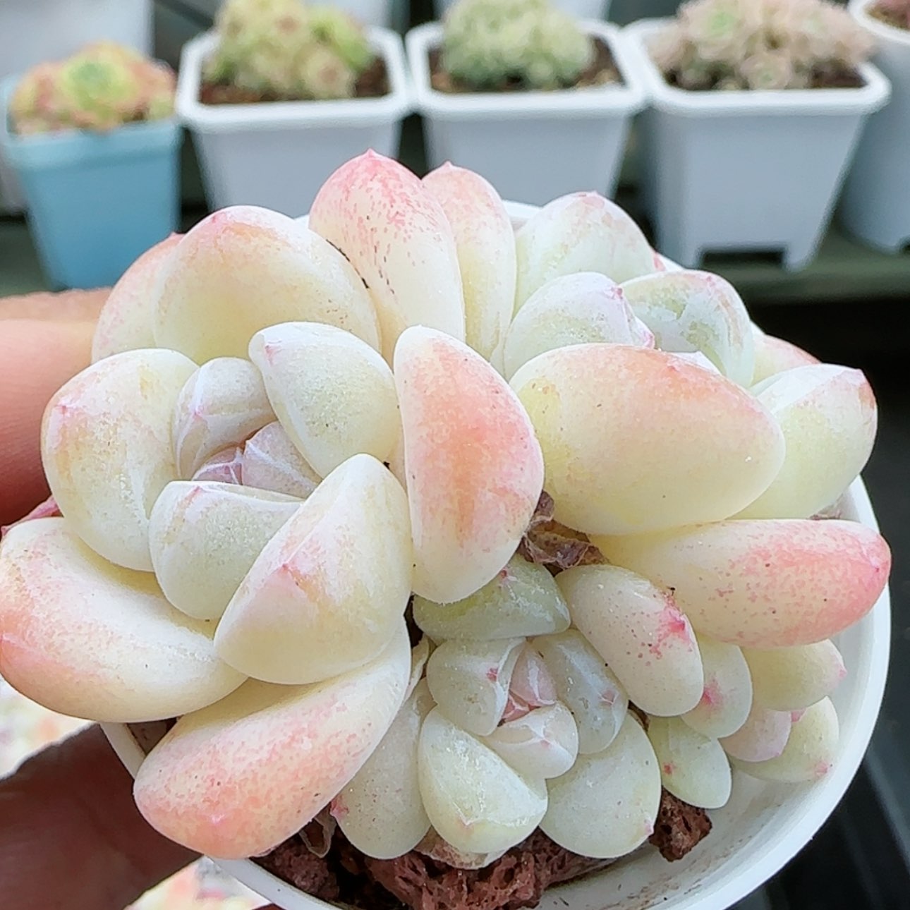 【闪购商品】0124-295