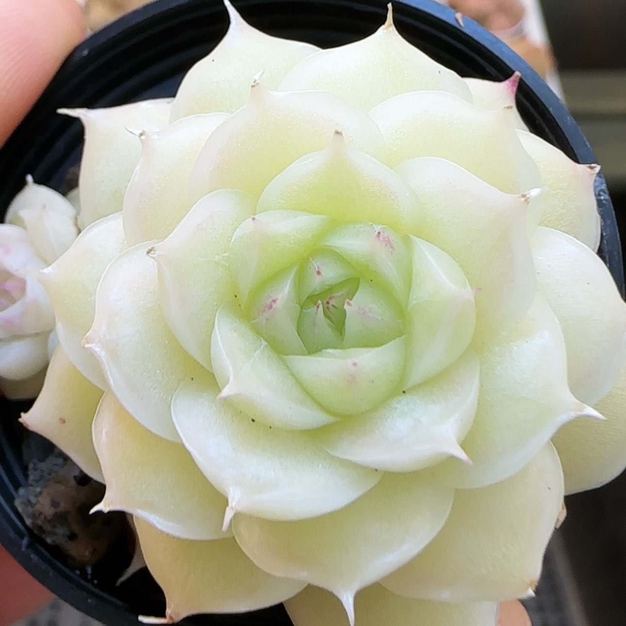【闪购商品】0131-9白玉透优选麦秆