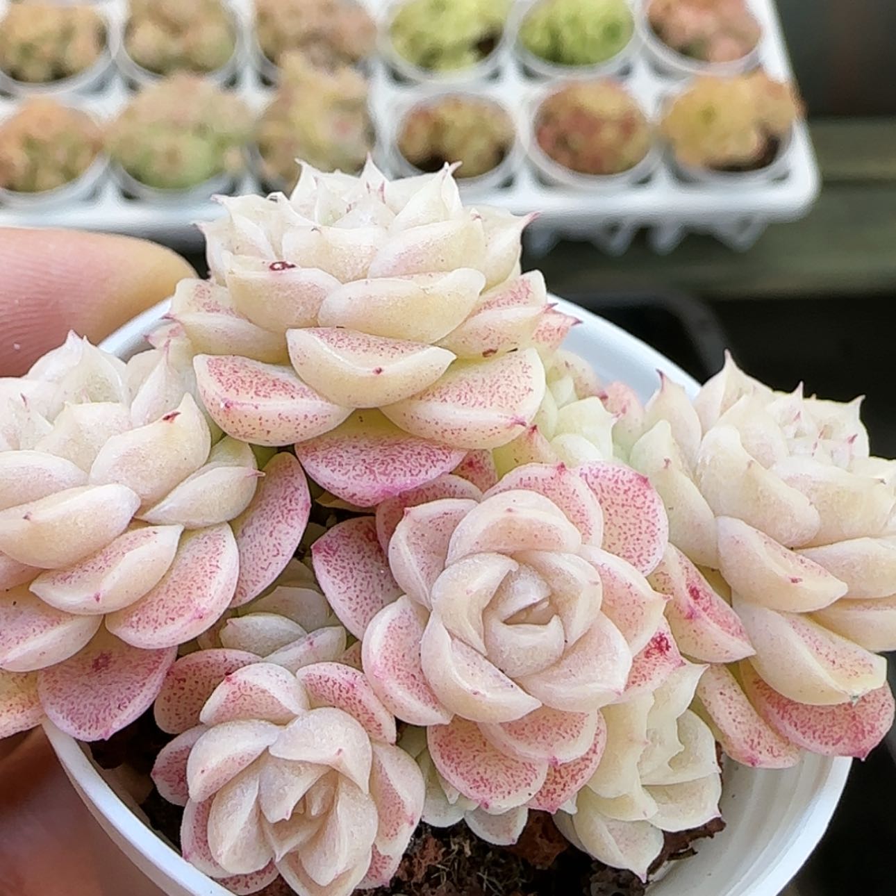 【闪购商品】0131-65优选麦杆