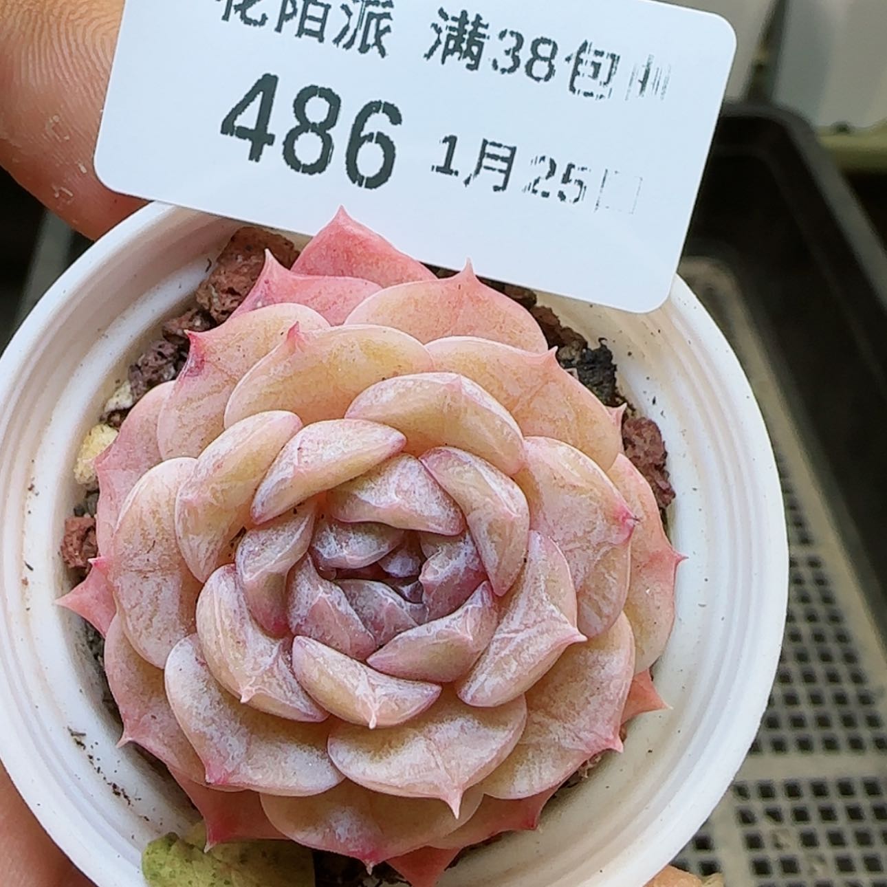 【闪购商品】红陶15cm以下0125-486纯爱