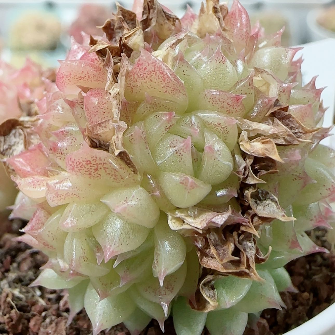 【闪购商品】0110-253优选麦杆不包整