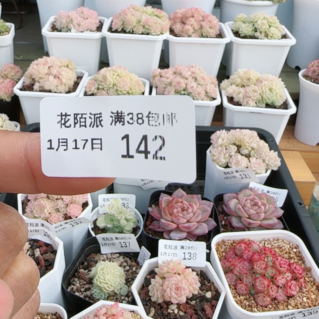 【闪购商品】天****00117-142樱花麦杆