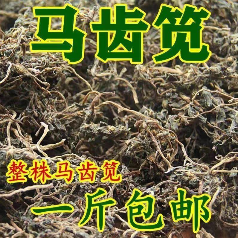马齿苋大别山长命菜新货正品农家食用五方草麻绳菜五行草中药材