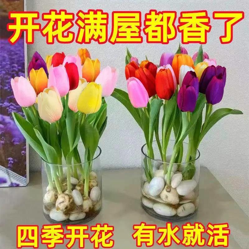 】水培郁金香种球盆栽花卉植物客厅绿植花卉大全养不死郁金香种球