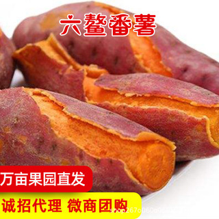 【阿哲】福建漳浦六鳌蜜薯 番薯沙地红薯新鲜现挖西瓜红六鳌地瓜