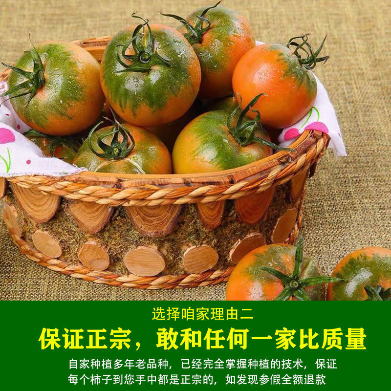 辽宁丹东铁皮柿子1-2-3-5斤番茄绿腚丹东铁皮柿子草莓柿子西自然