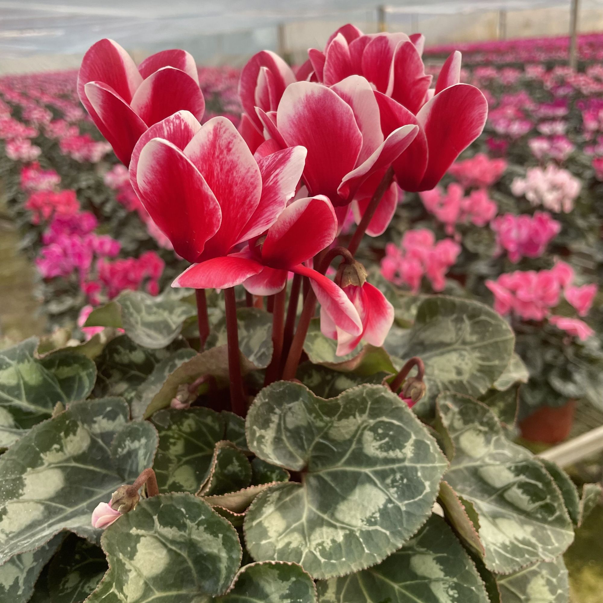 尼诺仙客来鲜花基地元宵花原盆原地带花发货