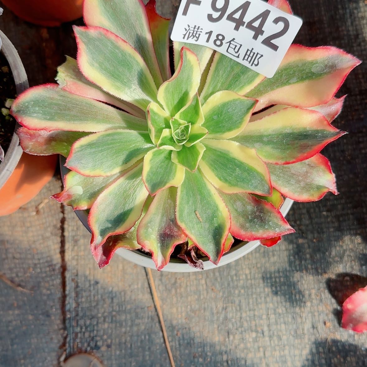 【闪购商品】F9442