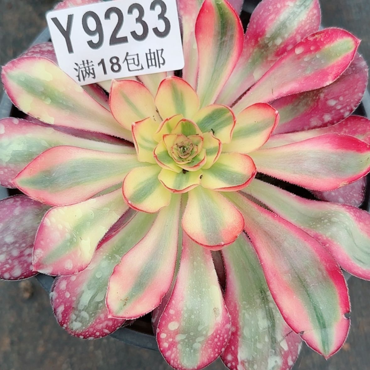 【闪购商品】Y9233烈焰