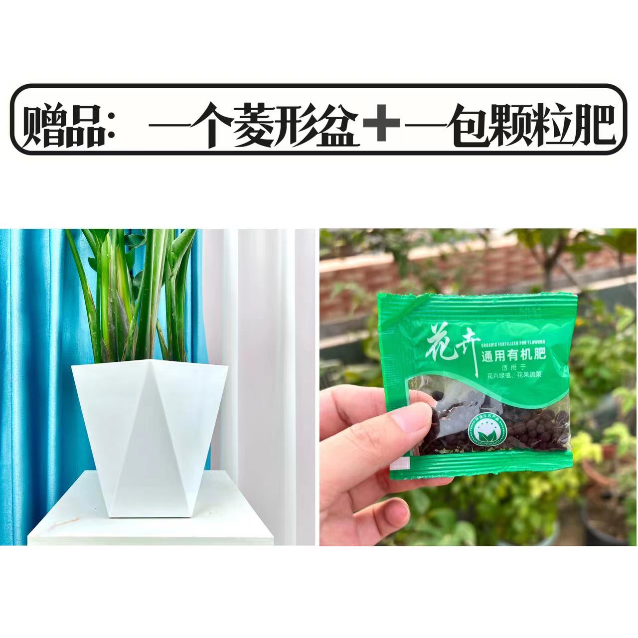 花田专属：花盆+肥料