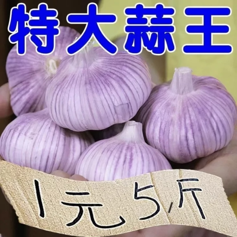 正宗包邮】新干蒜应季干净辣味100g-5斤批发紫白皮大蒜头蒜瓣自种