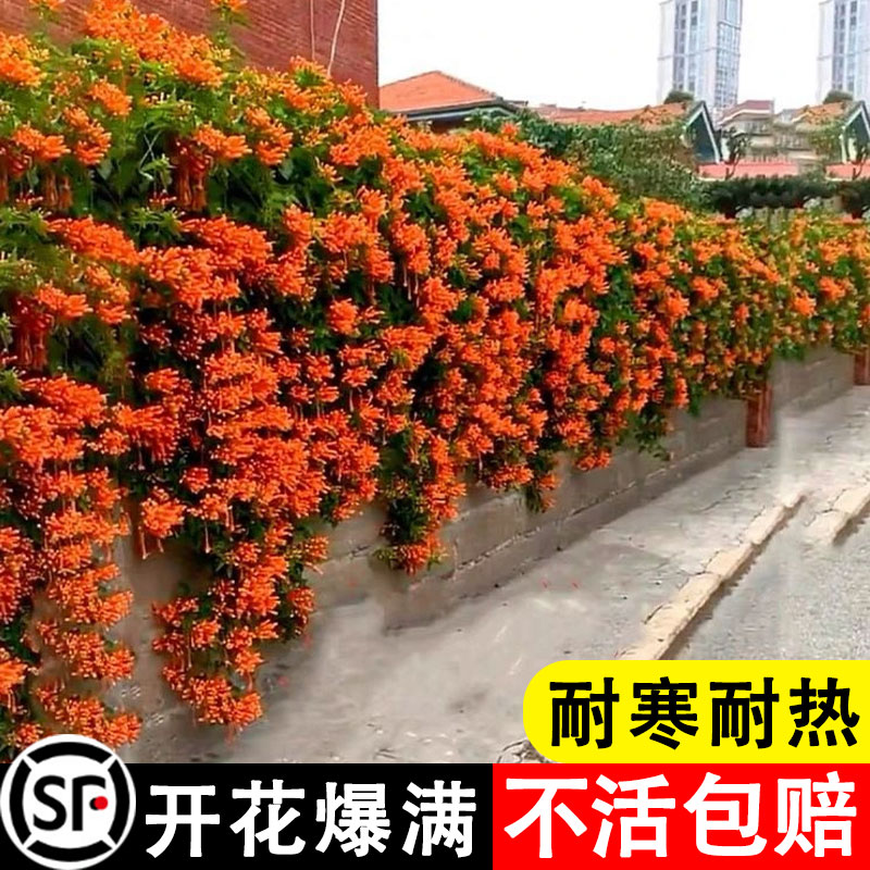 凌霄花苗爬藤植物炮仗花四季开花卉盆栽大苗耐寒庭院阳台易活绿植