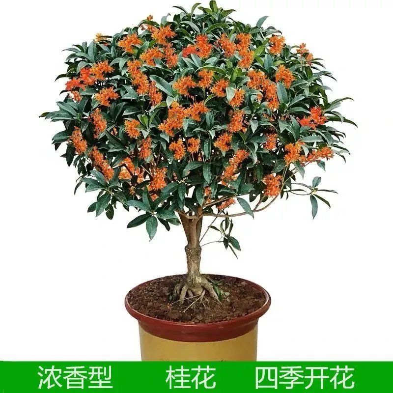 嫁接桂花树苗金桂银桂四季桂丹桂朱砂桂花苗庭院阳台种植当年开花