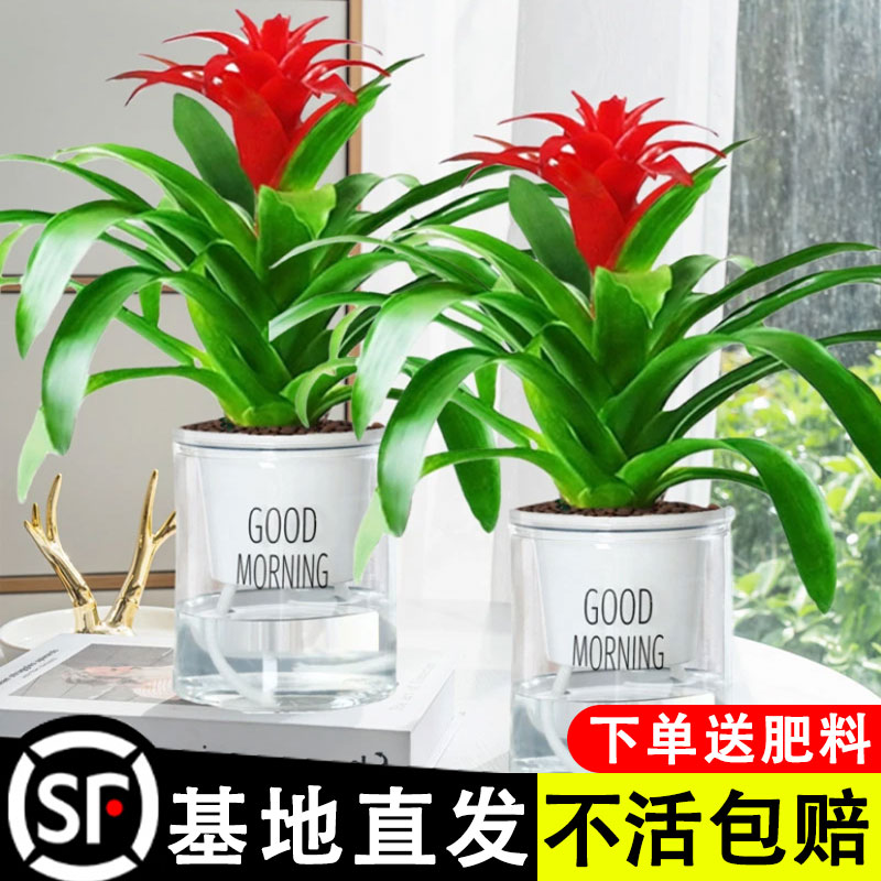 鸿运当头盆栽室内水培植物四季开花办公室绿植苗好养鲜花火鹤花花