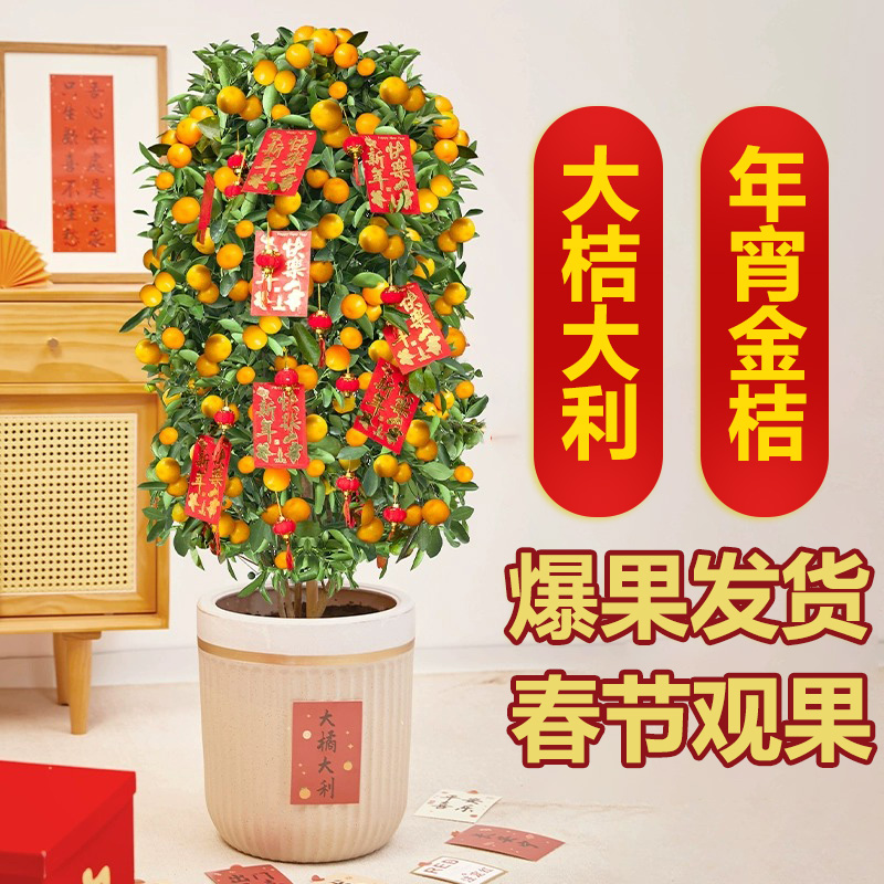 金桔树盆栽可食用带果室内客厅四季金桔大型植物过年招财年宵绿植