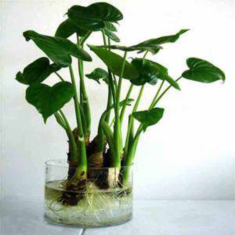 滴水观音千手观音鸿运当头星植物室内水培土培水培花卉盆栽观音竹