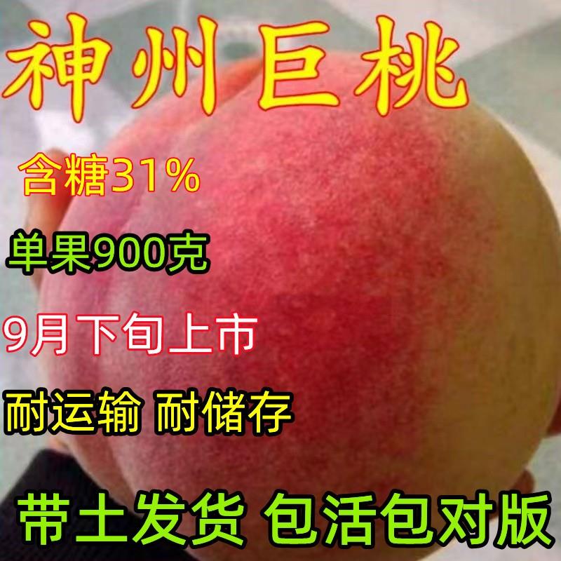 神州巨桃树苗 嫁接桃树新品种晚熟桃树果苗嫁接桃树苗南北方种植