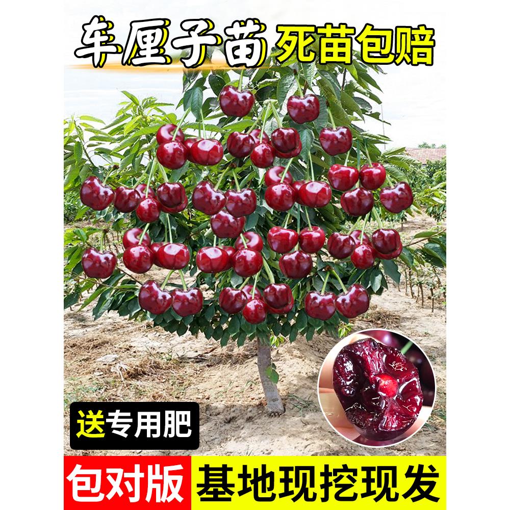 矮化车厘子树苗樱桃树苖盆栽庭院大樱桃果树苗南北方种植当年结果
