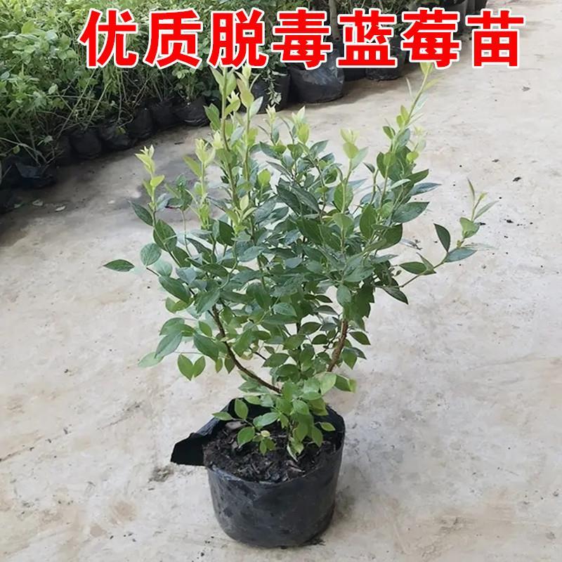 蓝莓树果苗南方北方种植盆栽奥尼尔l25兔眼蓝莓苗 蓝莓树树苗带土