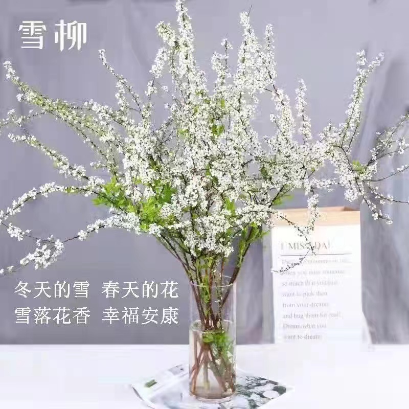 雪柳鲜枝干枝支盆栽水养插花水培植物室内花卉好养活绿植遇水开花