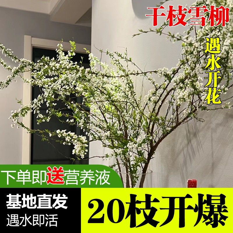 雪柳鲜枝龙柳干枝水养花瓶水培植物盆栽树苗室内珍珠李樱花白玉兰